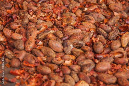Close up of cacao beans spread out for the drying process