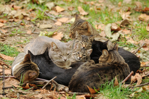 group of cats lie together in park on the grass