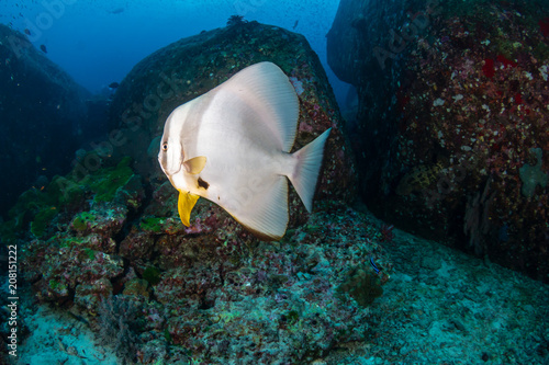 Large Batfish (Spadefish) on a tropical coral reef