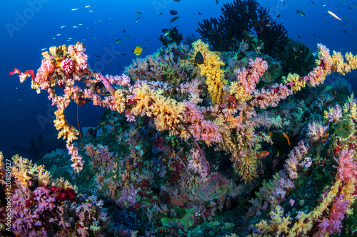 Healthy  Colorful  tropical coral reef