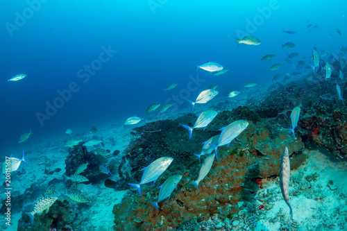 Trevally hunting on a tropical coral reef