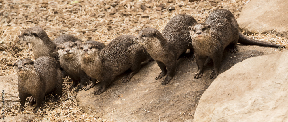 Obraz premium A group of European Otters (Lutra lutra) are watching attentively