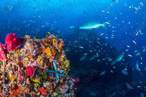Tropical fish swarm around a colorful and healthy tropical coral reef