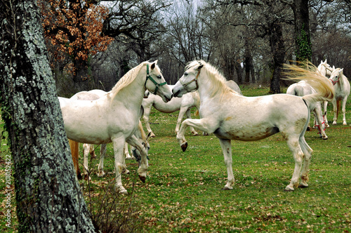 Fotografie Horses in Lipica - Slovenia