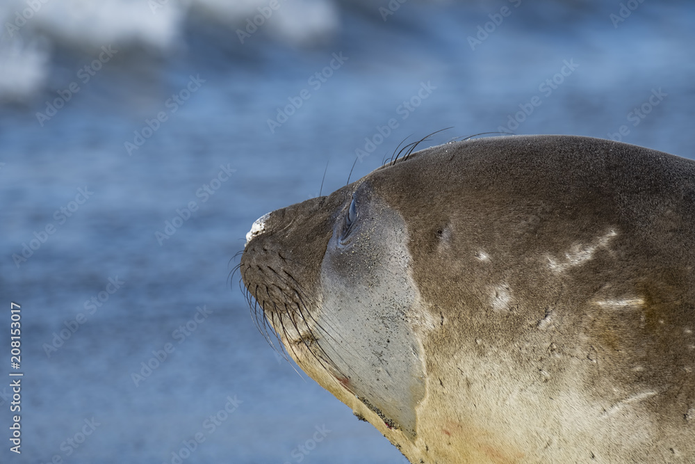 Fototapeta premium Battle Scared Female Elephant Seal Gazing toward the Sea, South Georgia Island, Antarctic