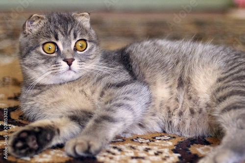 Fold cat lies on the carpet, toned photo