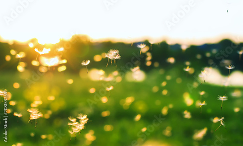 natural background with many small white light and airy dandelion seeds flying and soaring over summer  at sunset © nataba