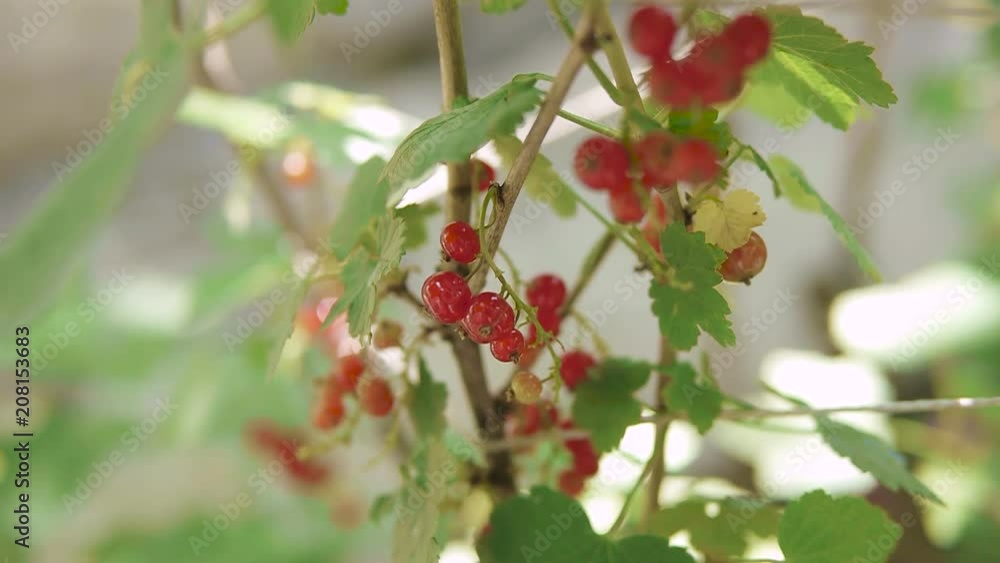 Red Currant hanging on a bush in the garden.Red currant ripening on the branch. Red Currant hanging on a bush in the garden.Red currant ripening on the branch.