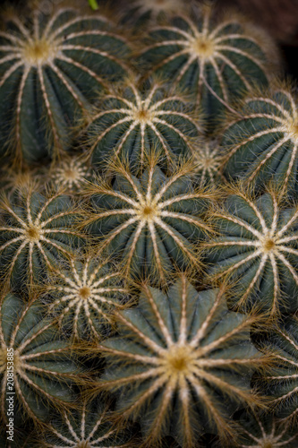 Detail of Balloon cactus