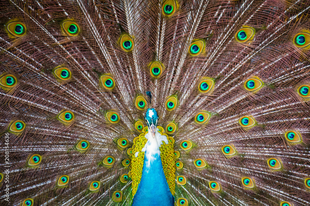 Obraz premium Close shot of a colorful wild peacock with his tail wide open, Koh Samui, Thailand