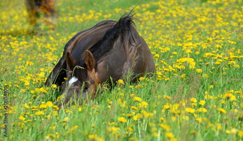 watching you  cute brown horse lying between blooming dandelion