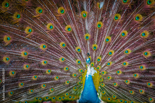 Close shot of a colorful wild peacock with his tail wide open, Koh Samui, Thailand