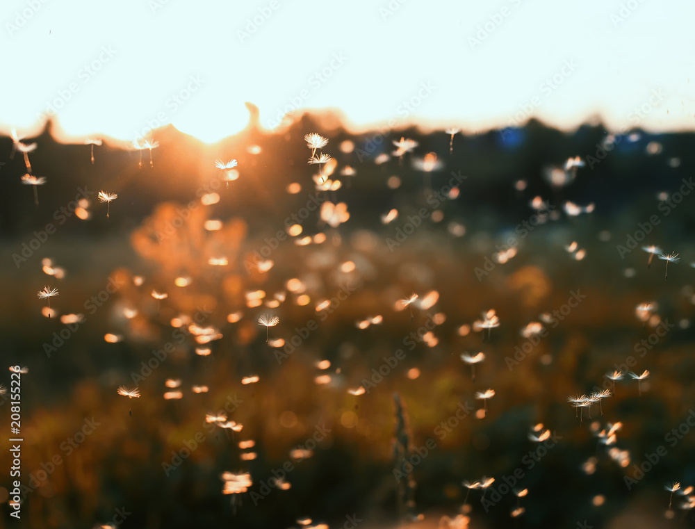 many small white light and airy dandelion seeds flying and soaring over summer meadow at sunset many small white light and airy dandelion seeds flying and soaring over summer meadow at sunset