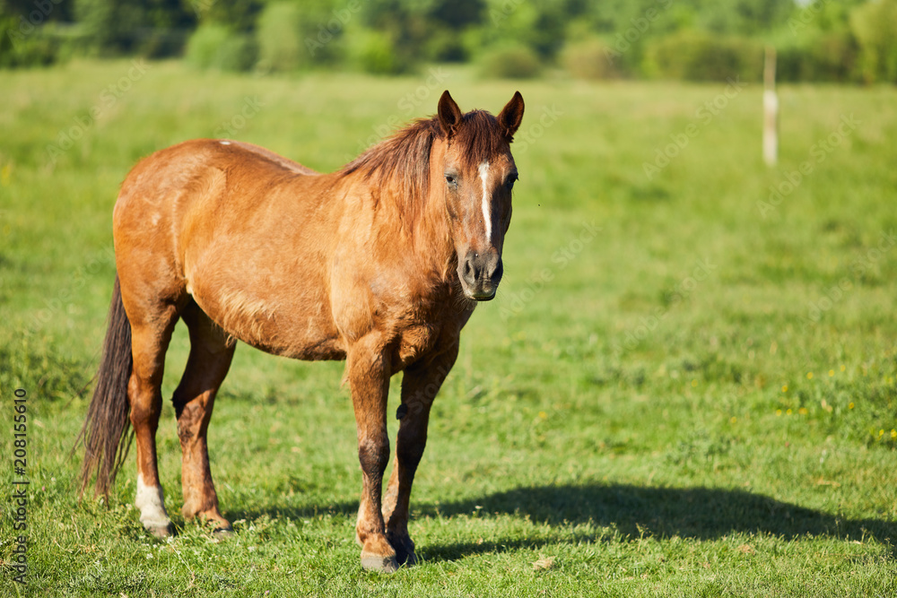 Fototapeta premium Horse eat graas on the field