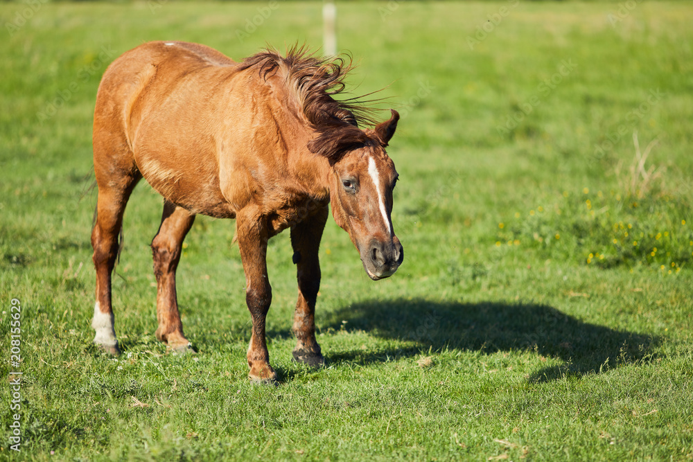 Horse eat graas on the field Horse eat graas on the field