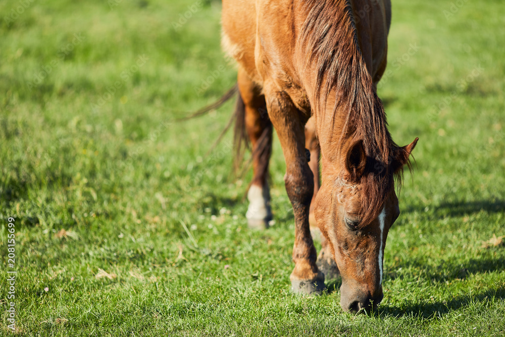 Fototapeta premium Horse eat graas on the field
