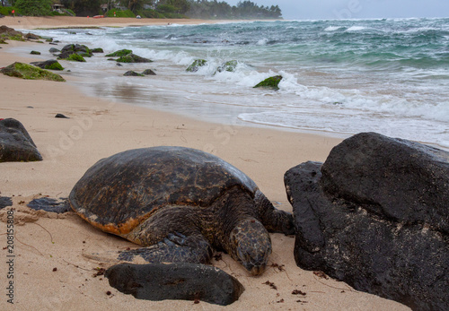 Oahu turtle