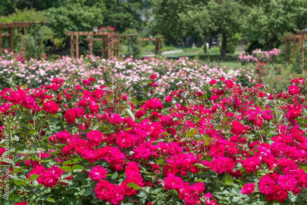 Beautiful colorful climbing roses in spring in the garden