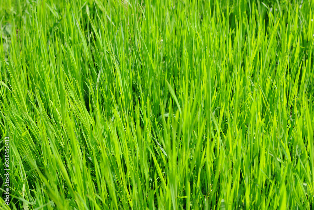 Green bright juicy grass background Green bright juicy grass background