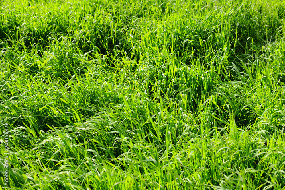 Green bright juicy grass background Green bright juicy grass background
