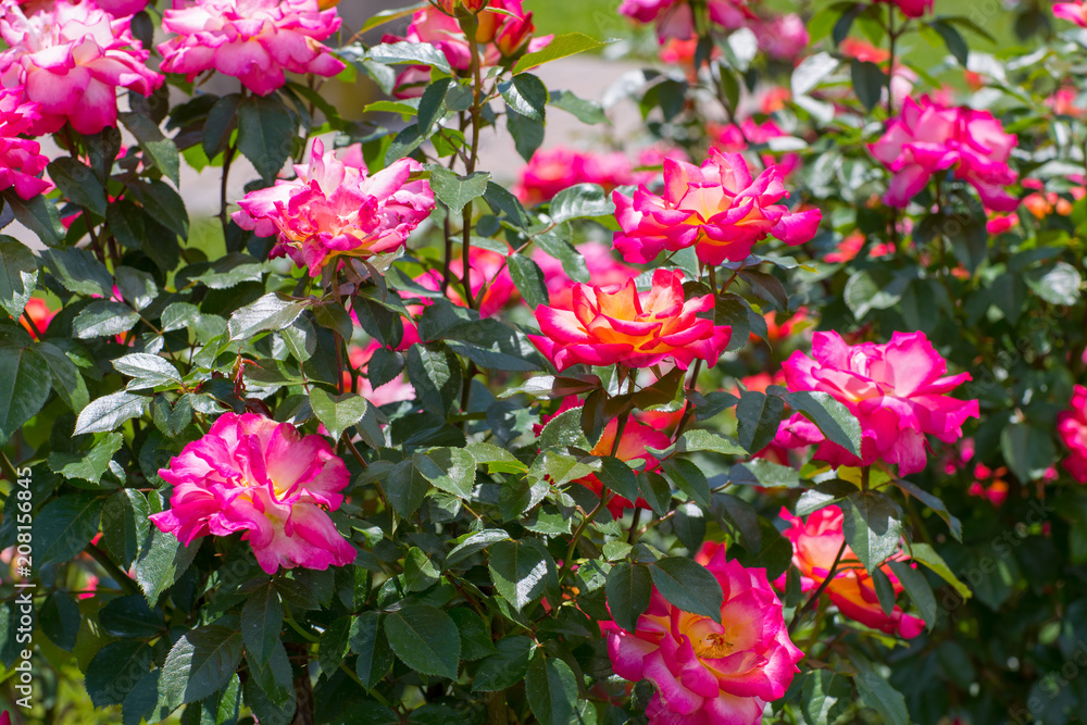 Beautiful colorful climbing roses in spring in the garden