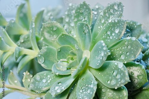 cactus Echeveria water droplets on leaves