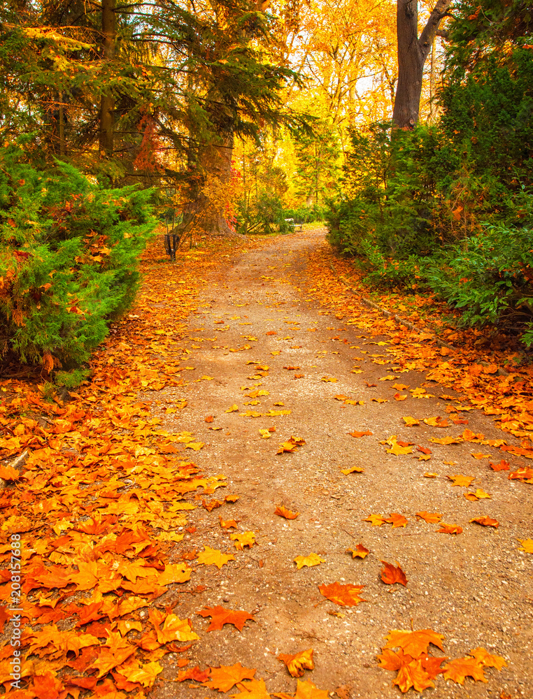 Naklejka premium Nice autumnal scene with yellow leaves