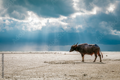 Wallpaper Mural Wild buffalo on sandy beach with sea and blue cloudy sky in the background in Koh Samui, Surat Thani, Thailand  Torontodigital.ca