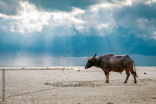 Wallpaper Mural Wild buffalo on sandy beach with sea and blue cloudy sky in the background in Koh Samui, Surat Thani, Thailand  Torontodigital.ca