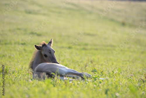 fe days young  cute Quarter Horse foal lying in the gras