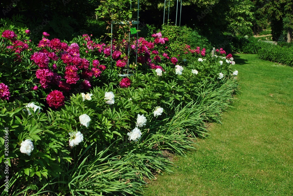 Obraz premium Kwitnące piwonie