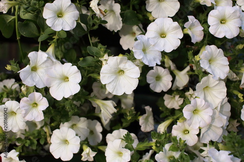 White petunias close-up.