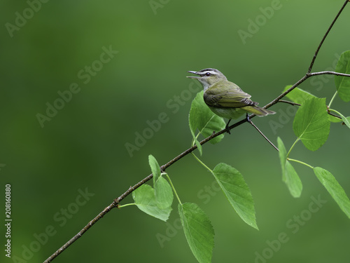 Red-Eyed Vireo in Spring 