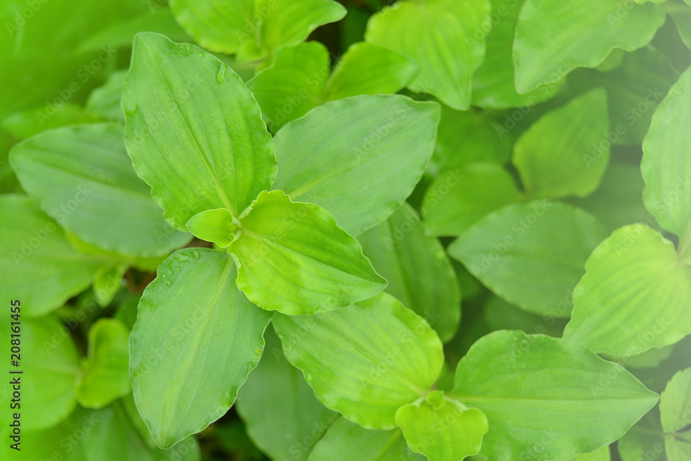 Green grass on fields. Top view and soft focus. Green grass on fields. Top view and soft focus.