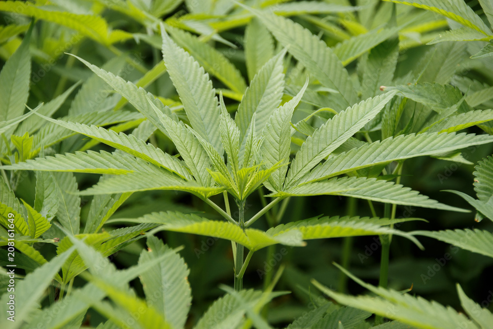 Close up of hemp leafs in a cannabis plantation Close up of hemp leafs in a cannabis plantation