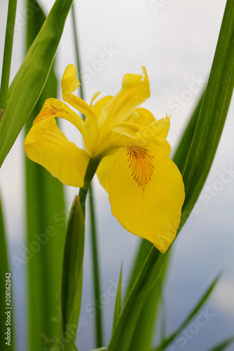 Fototapeta Naklejka Na Ścianę i Meble -  iris giallo (Iris pseudacorus)
