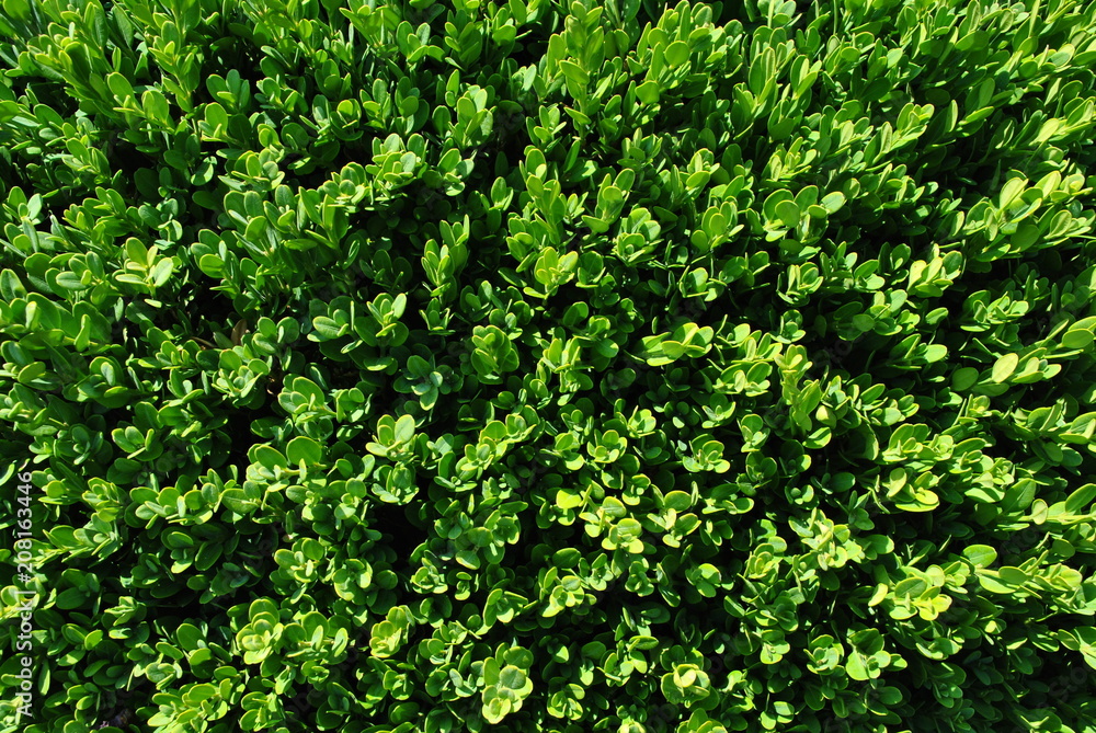 Fototapeta premium Bukszpan - Buxus