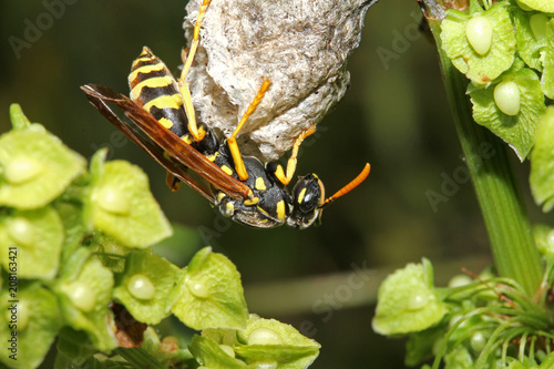 vespa solitaria sul suo nido (Polistes dominula) photo