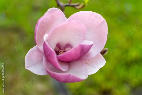 Beautiful Pink Magnolia Flower Close-up.