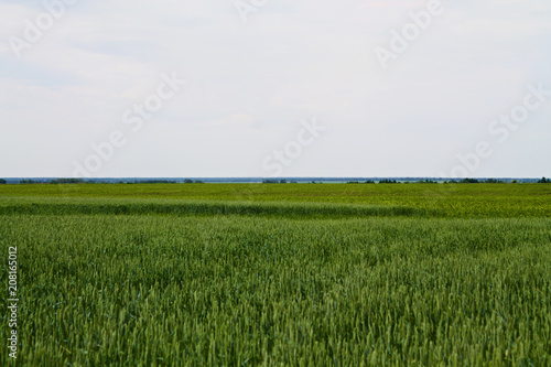 a young barley field close-up  ears of barley  barley for beer