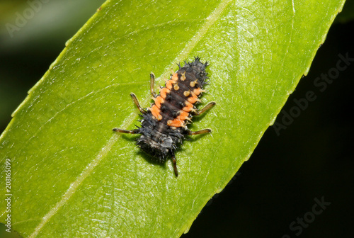 larva di coccinella (Harmonia axyridis)