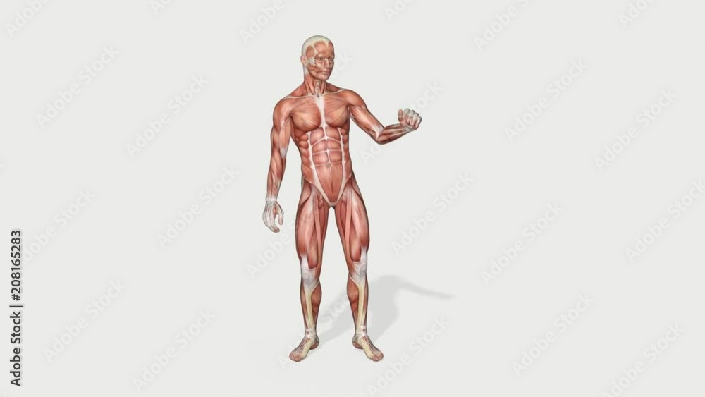 a muscular man examines his body, Transparent background a muscular man examines his body, Transparent background