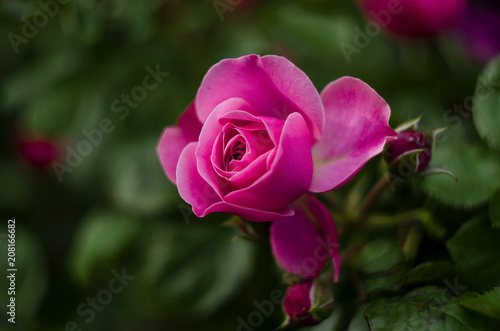 beautiful pink rose in the garden