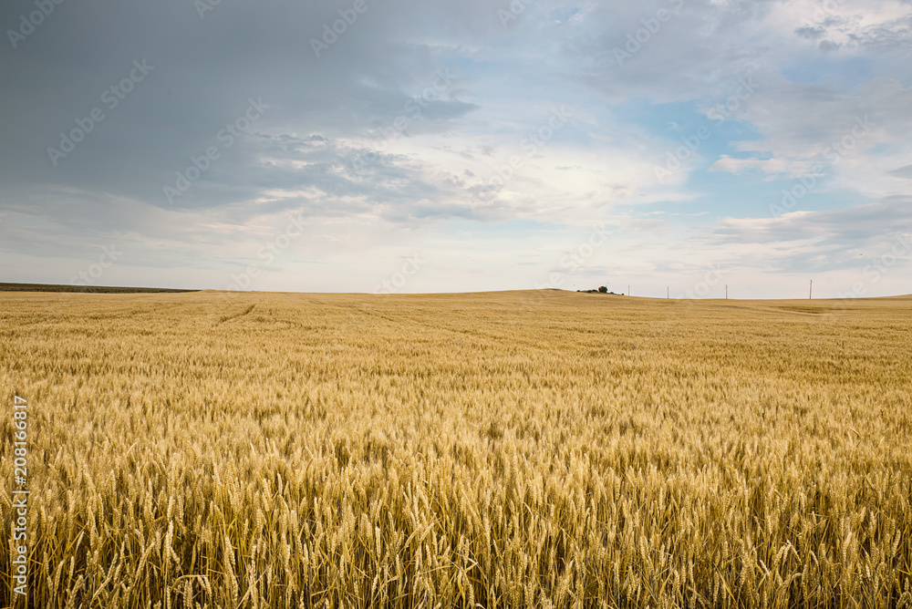 Obraz premium Ripe wheat in a field