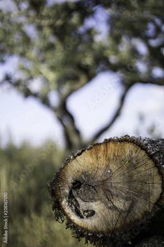 cut logs