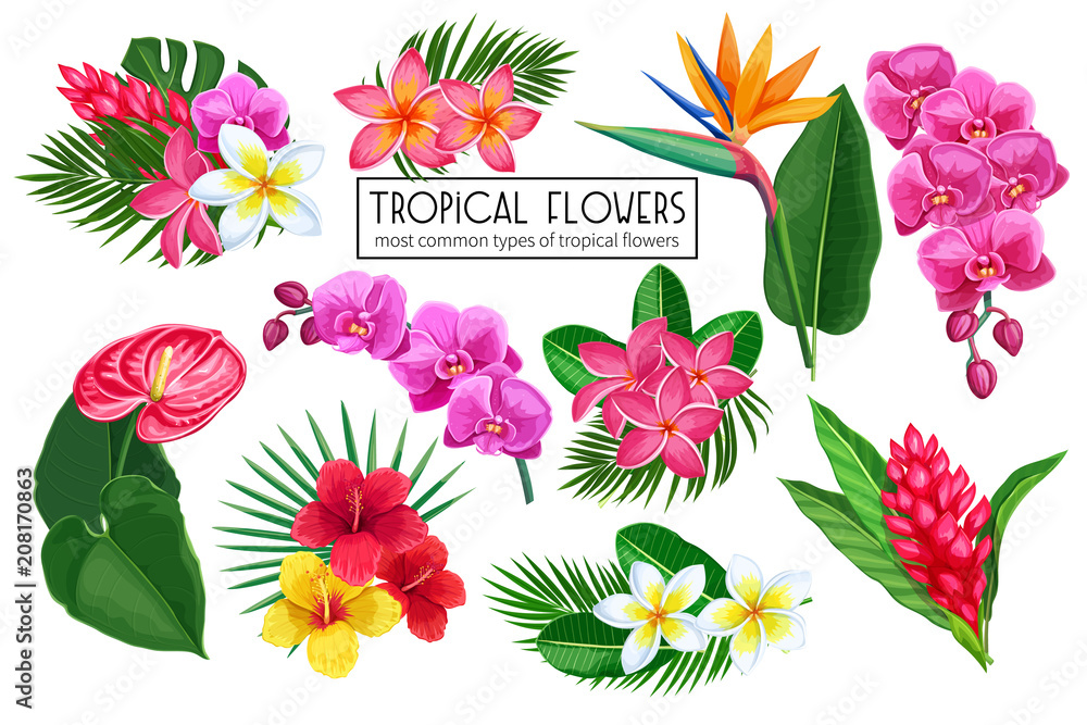Naklejka premium Wektor zestaw tropikalnych kwiatów