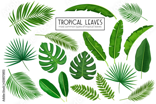 set tropical leaves