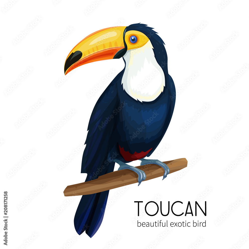 Vector toucan bird - obrazy, fototapety, plakaty 