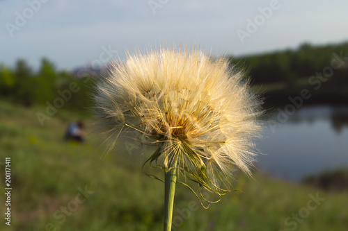 Large dandelion  inflorescence with seeds with hairy airy plumage.