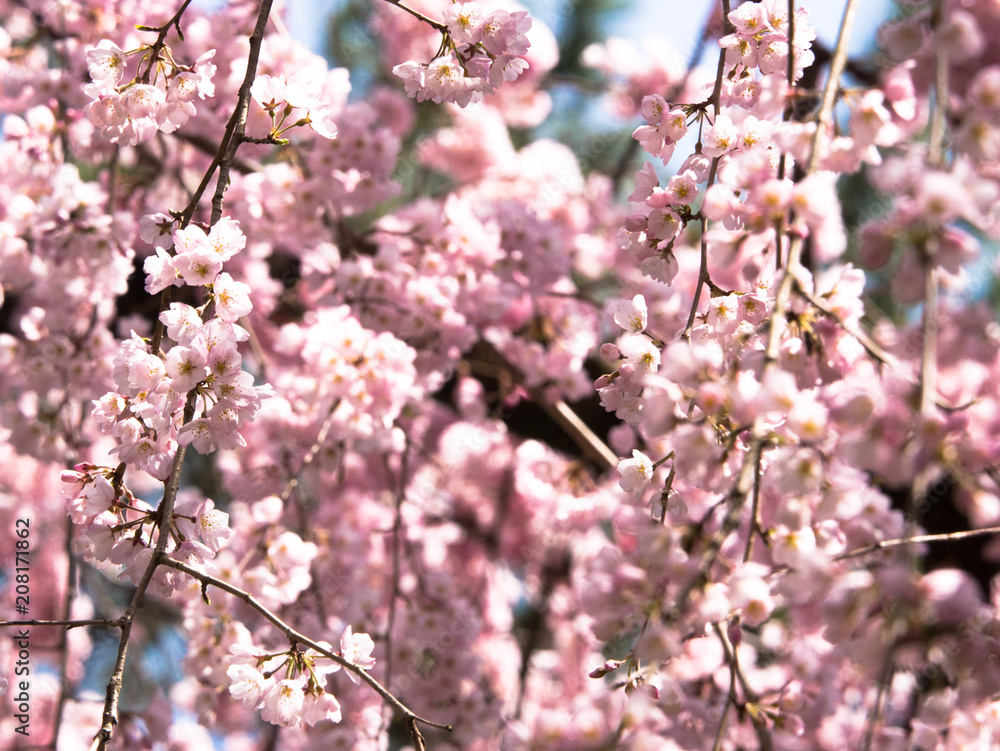 京都御所の桜 京都御所の桜